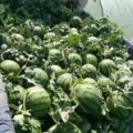 沛县安国李居庆5月8424西瓜