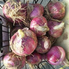 安丘红皮洋葱开始上市，面积很大