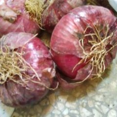 河南新野红皮洋葱随行就市