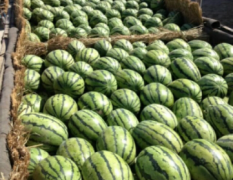 蒲城西瓜已上市，品种多有京欣
