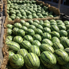 蒲城西瓜已上市，品种多有京欣