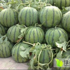 2017大荔西瓜价格波动不大
