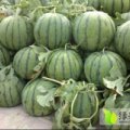 2017大荔西瓜价格波动不大