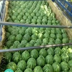 河北清苑甜王系列口感好品质佳，蜜蜂受粉