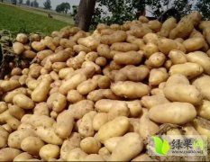 河南省开封万亩土豆现已开始大量上市