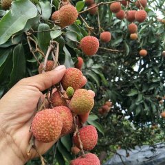 阳西广东小姚5月白糖罂荔枝