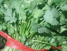 2017香河 韭菜，菠菜，菜笋