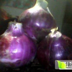 岱岳洋葱李洪强 我们这里圆葱上市