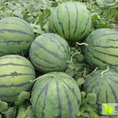 2020年京欣西瓜供应