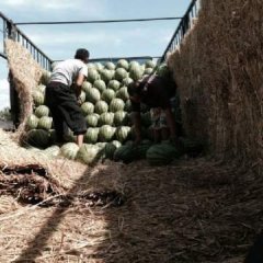 河北省保定市清苑大棚西瓜陆续上市