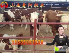 山西肉牛繁育基地 原忻河农场