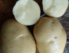 夏邑土豆荷兰十五为主，表面光滑