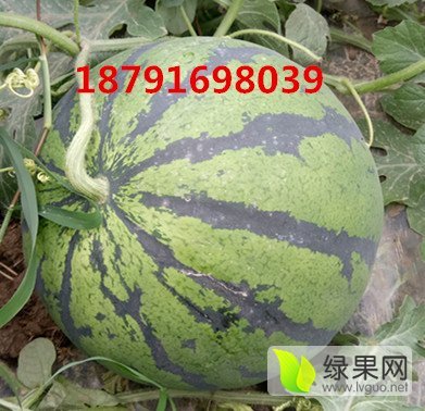 地雷瓜价格