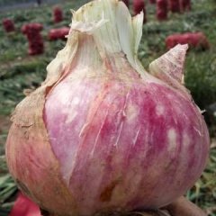 山东莘县红皮洋葱随行就市