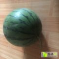 山东青州甜王系列瓜型质量好.八斤打底