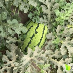 栾城石家侯文辉5月龙卷风西瓜