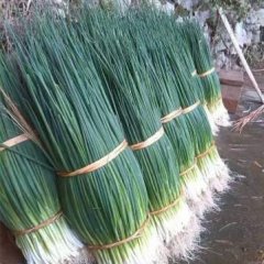 广西玉林福绵 葱花产地