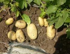 邹城土豆 主要经营土豆地瓜的种植与销售