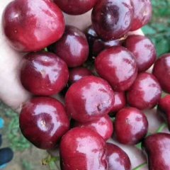 汉源大樱桃(车厘子），甜蜜上市