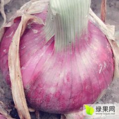 四川大邑万亩红皮洋葱 本人 种植户 可代购