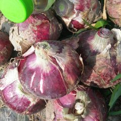 安徽濉溪紫红皮洋葱绝对适合存库走市场