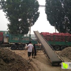 山东安丘红皮洋葱价格便宜，货源充足