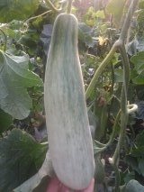 山东省临沂费县薛庄镇万亩羊角蜜甜瓜