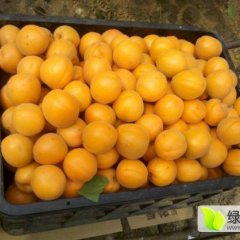 费县 山东著名的金太阳杏，凯特杏基地