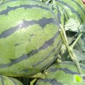 诚信代办保定清苑西瓜现已陆续上市