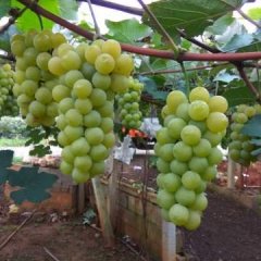 2017弥勒葡萄露天：水晶葡萄，玫瑰密