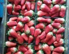 麻兰甜宝草莓在全国有很高的知名度