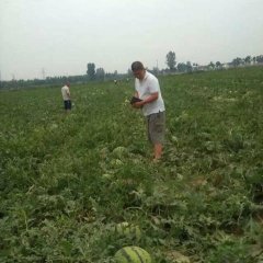陕西大荔万亩优质西瓜，有京欣，8424