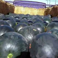 蒲城西瓜景新，无籽，甜王