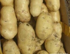 夏邑土豆 20余亩土豆 块茎长椭圆形