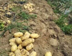安徽界首地区荷兰十五土豆大量供应中