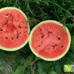 清苑县五月中旬大棚西瓜大量上市