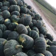 河北省保定市清苑县【板栗南瓜】【小金瓜】