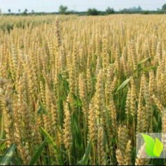 钟祥市官庄湖农场小麦大量上市了