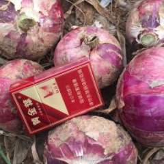河南孟州洋葱 红皮洋葱5月10号大量上市