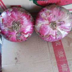 2017博爱洋葱 大量供应红皮洋葱，货量大