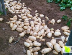 滕州土豆价格 秋土豆大量出土，有要的速度了