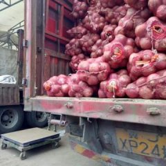 惠民半高庄红皮洋葱即将上市