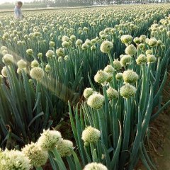 2017平度大葱 今年晚抽一直没有好价