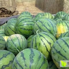 陕西京欣西瓜产地 京欣西瓜基地 西瓜价格