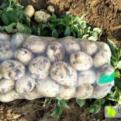 绥中土豆，代办，光辉合作社