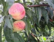 延津蜜桃 六月份左右桃子大量成熟