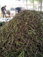 山东东昌府我处大面基种植陆地紫花油豆 四季豆价格行情 蔬菜商情网