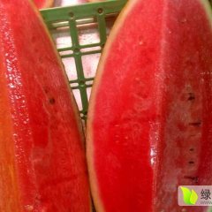 辽宁凌海甜王系列西瓜产销两旺