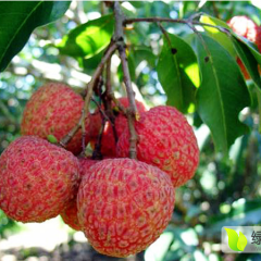 广东阳西荔枝代购代办