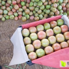 内黄硬粉西红柿 本人长年为各地老板代办